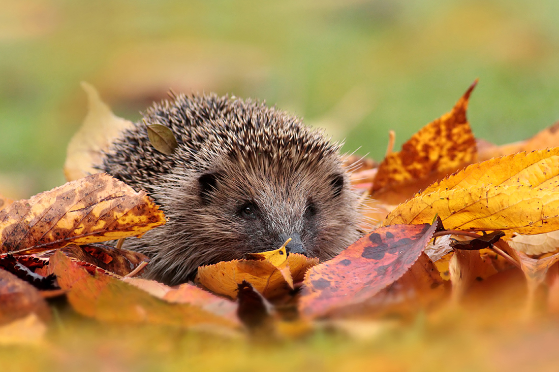 2008 (11) NOVEMBER Autumn Hedgehog a 